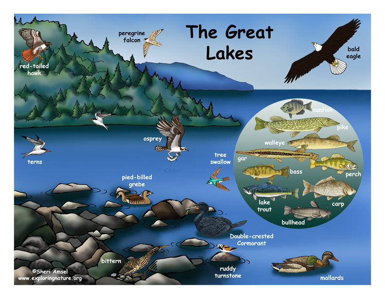 Animals - The great lakes ecosystem